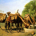 Верблюды на водопое